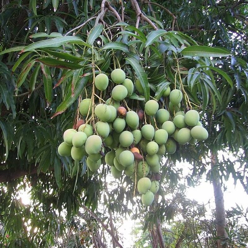 Mango Bombaiya
