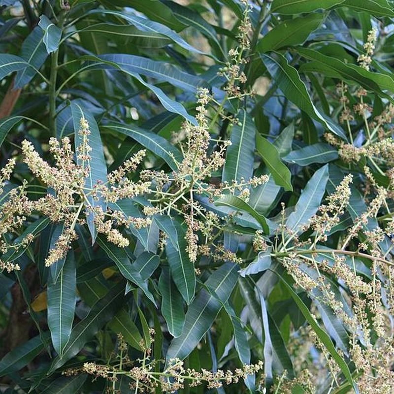 Mango Chausa