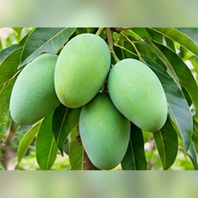 Mango Amrapali