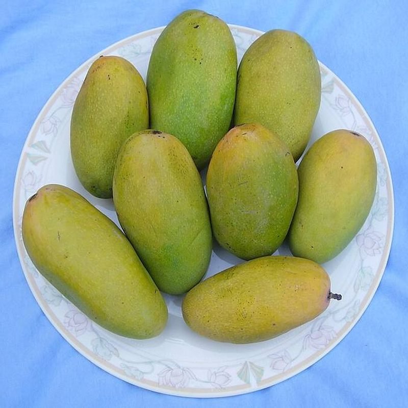 Mango Dashehari