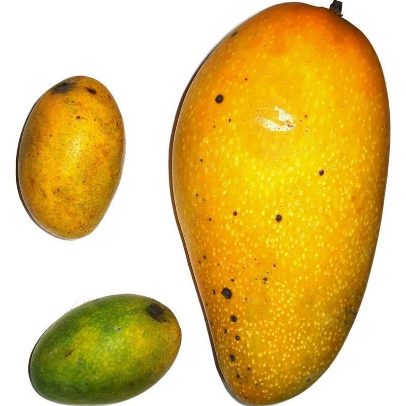 Mango Kishan Bhog