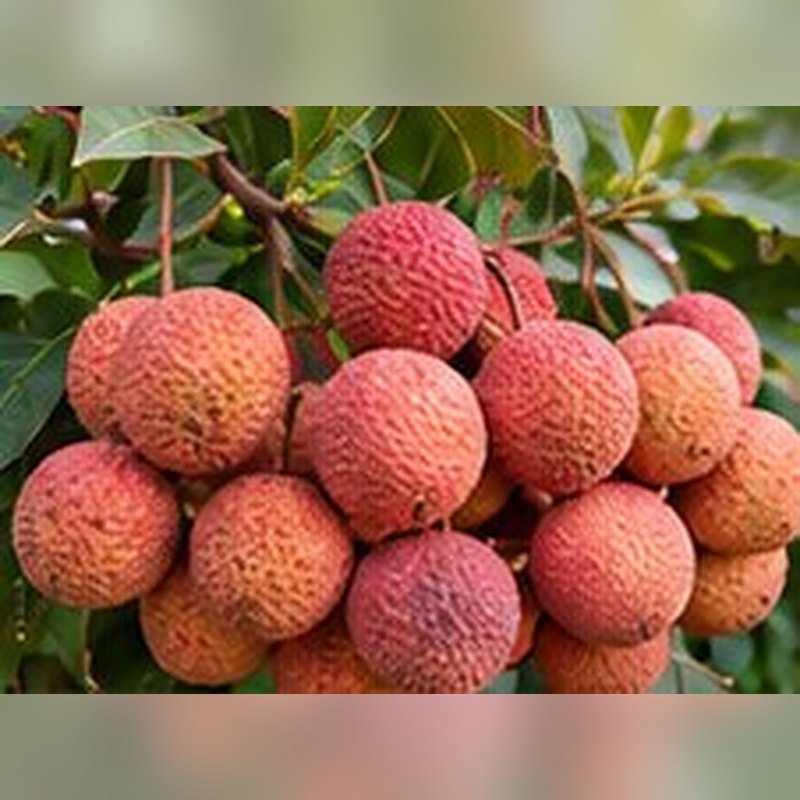 Litchi Shahi