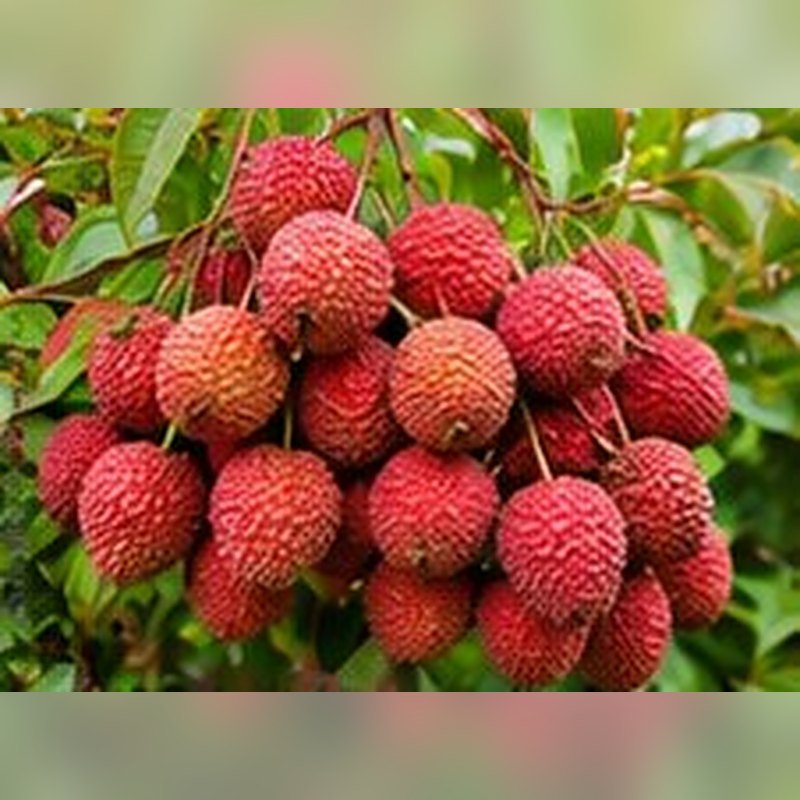 Litchi China