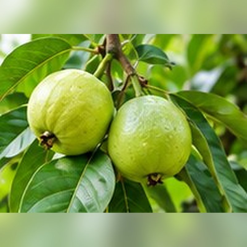 Guava Allahabad Safeda photo 2