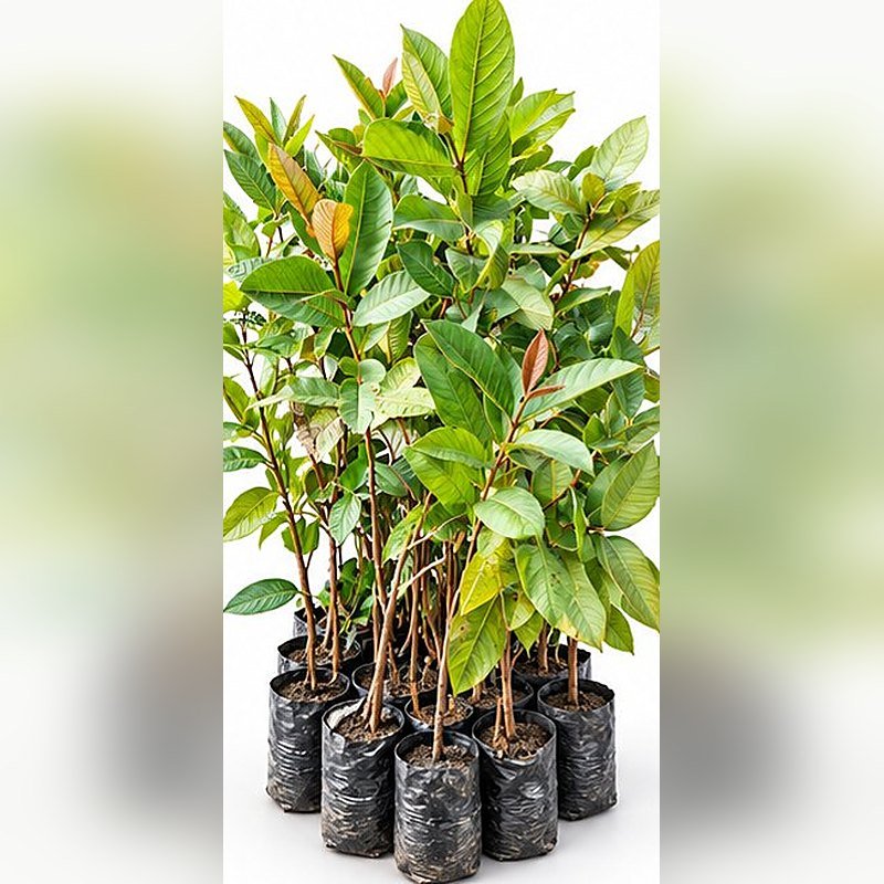 Guava Allahabad Safeda