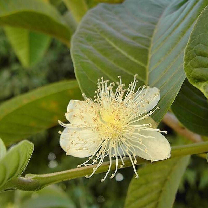 Guava Lalit