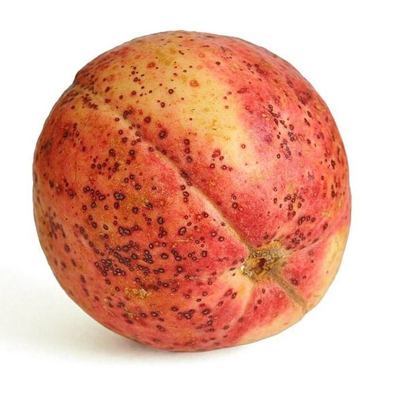 Guava Taiwan Pink