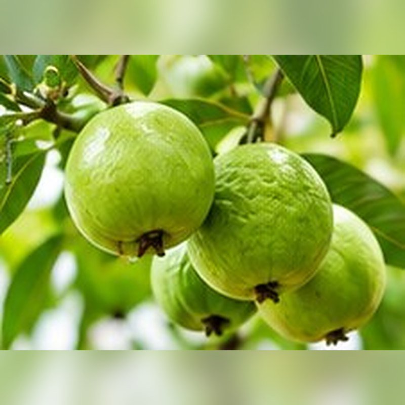 Guava L-49 (Sardar)