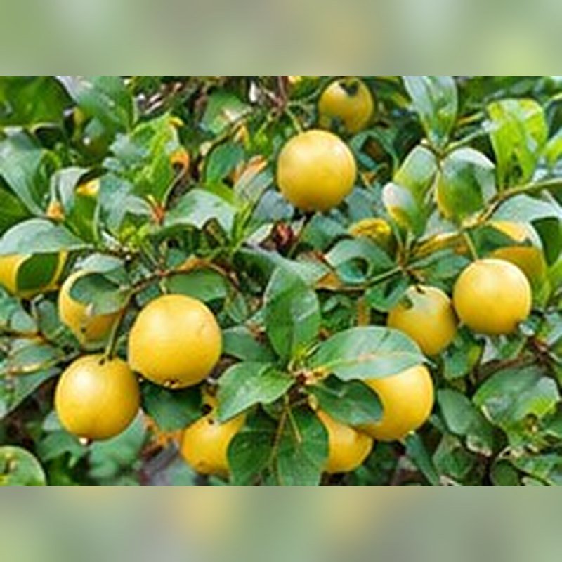 Kagzi Nimbu