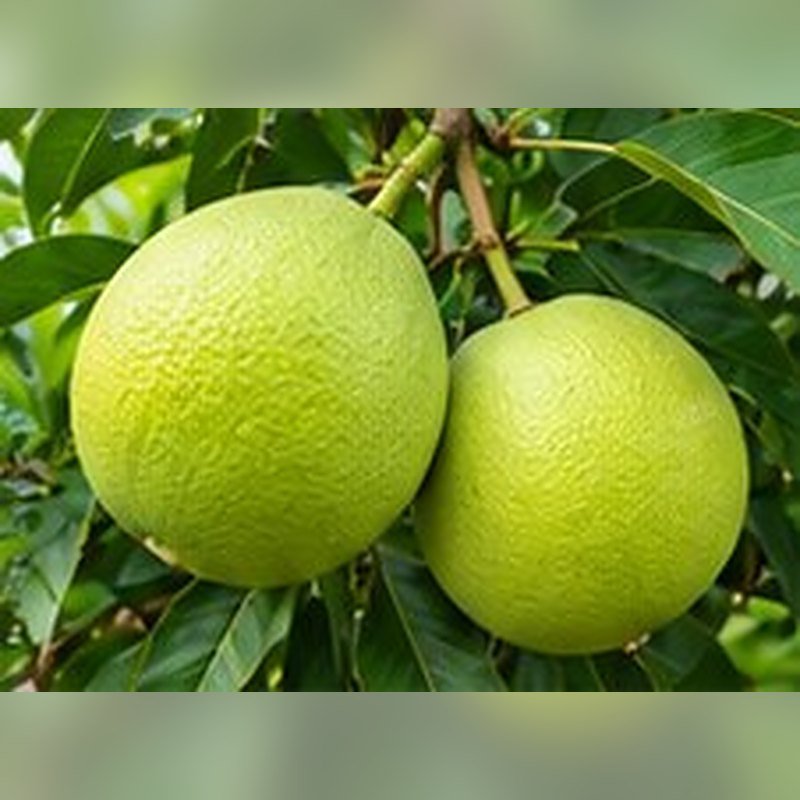 Mosambi