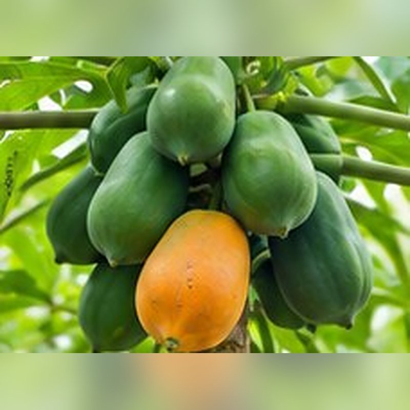 Papaya Red Lady