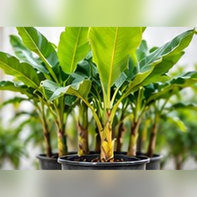 Banana G-9