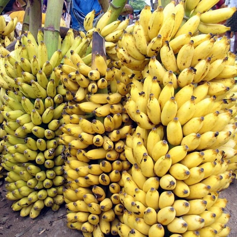 Banana Malbhog