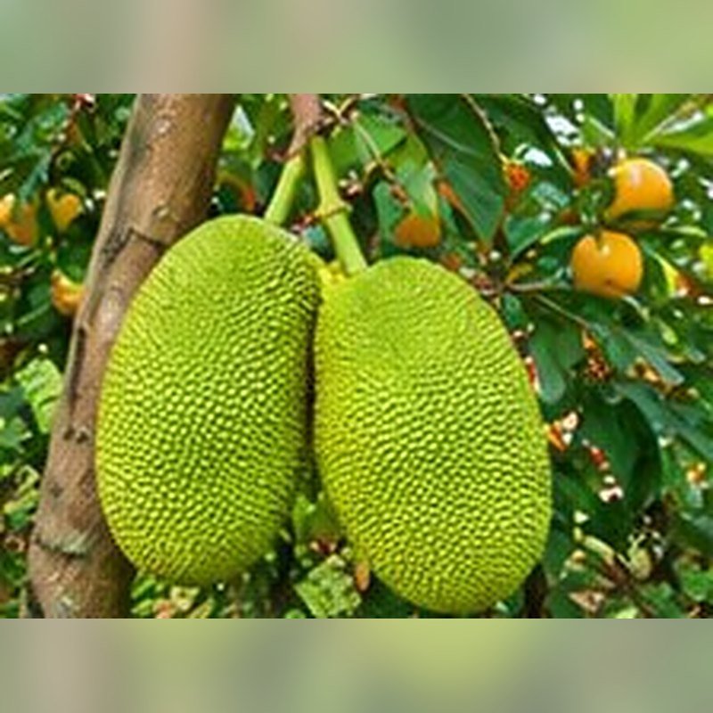 Kathal (Jackfruit)