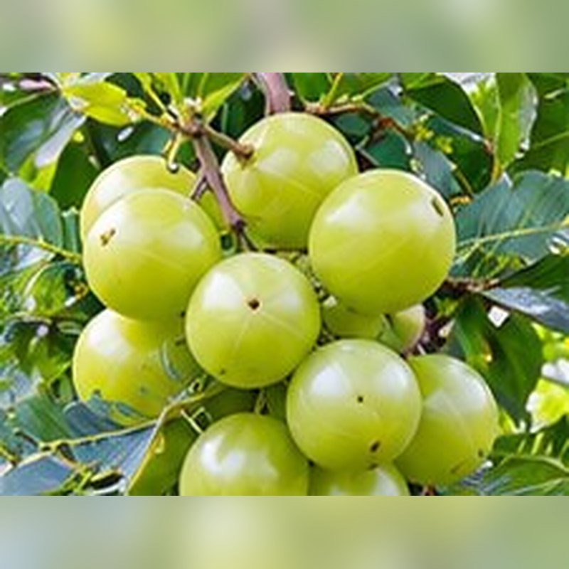 Amla NA-7 photo 2