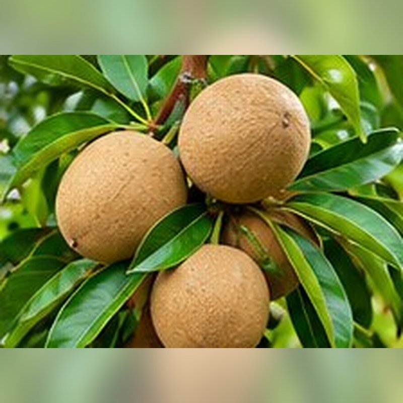 Chikoo (Kalipatti)