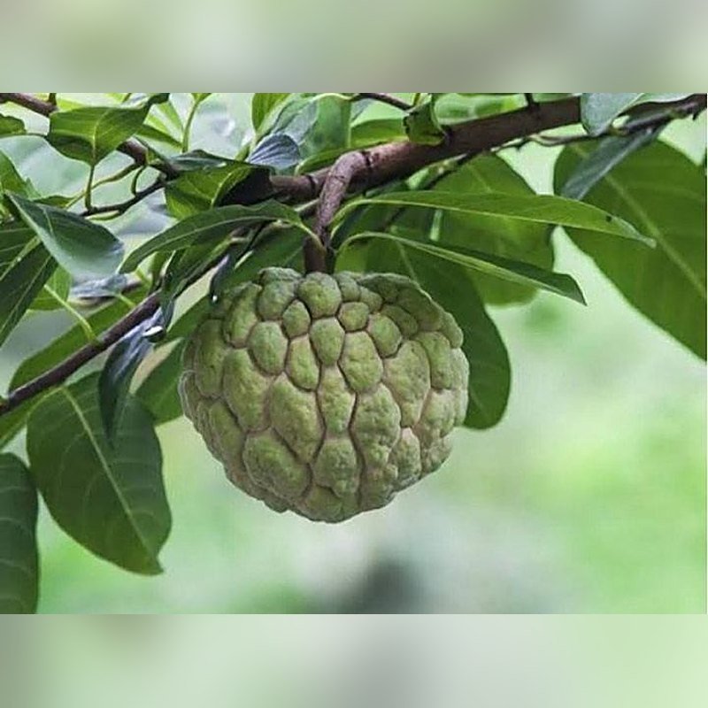 Sharifa (Custard Apple)