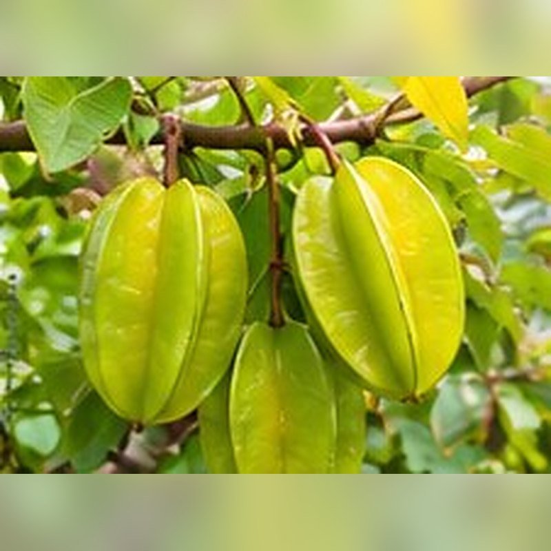 Kamrakh (Star Fruit)
