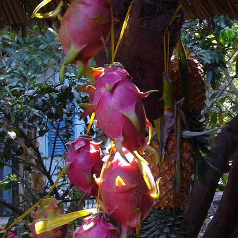 Dragon Fruit
