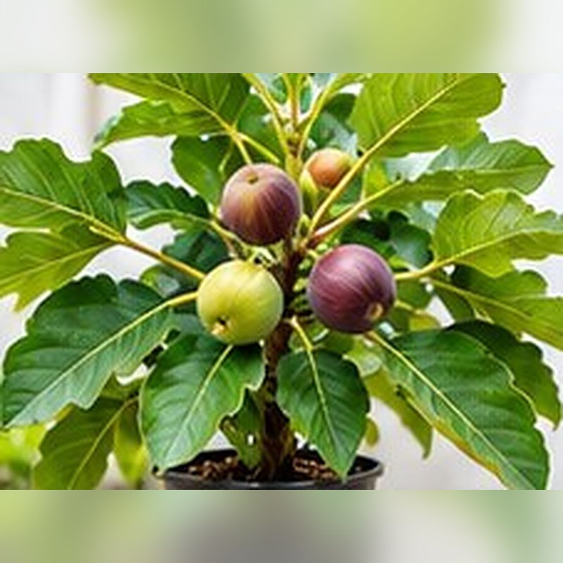 Anjeer (Fig)