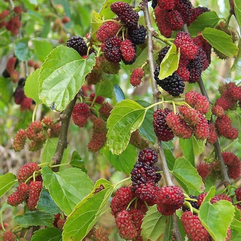 Shahtoot (Mulberry)