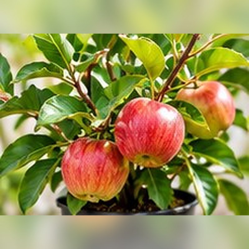 Apple HRMN-99
