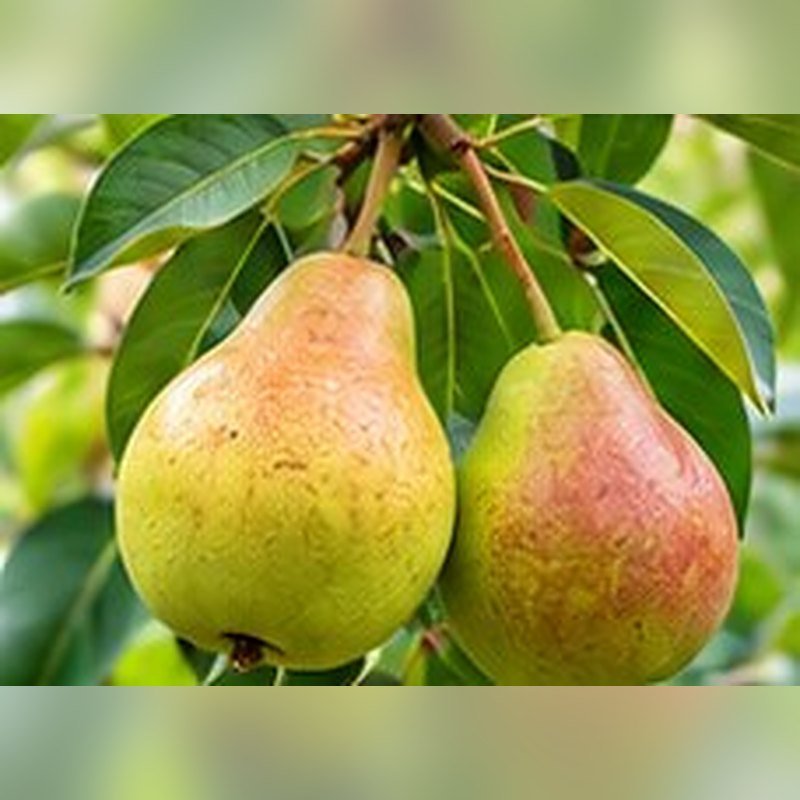 Nashpati (Pear)