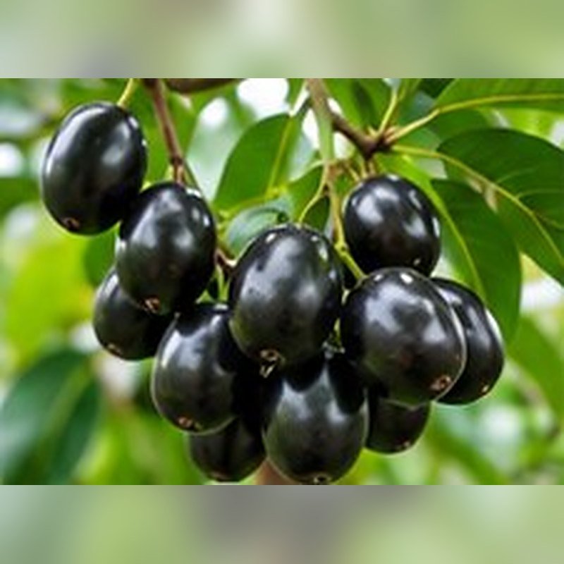 Jamun Hybrid