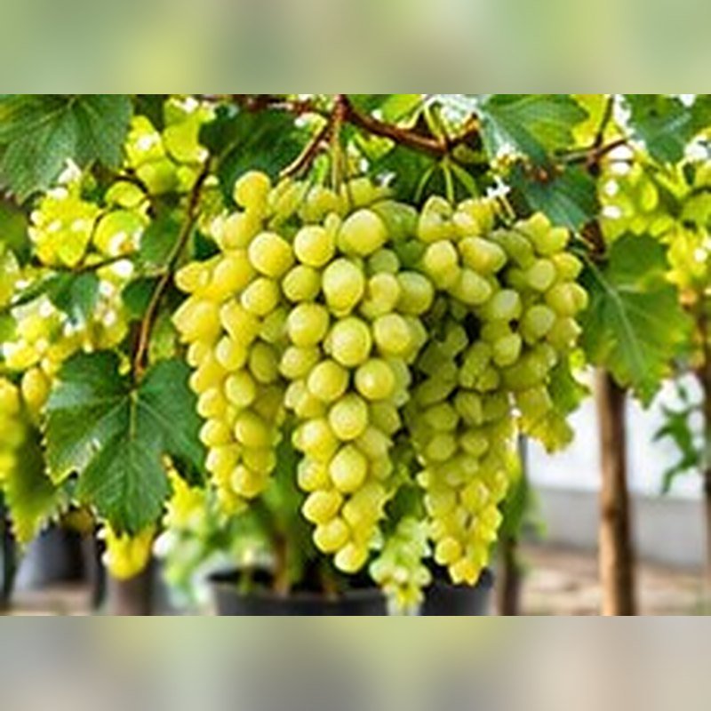Angoor (Grapes)
