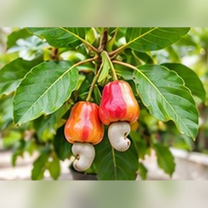 Kaju (Cashew)