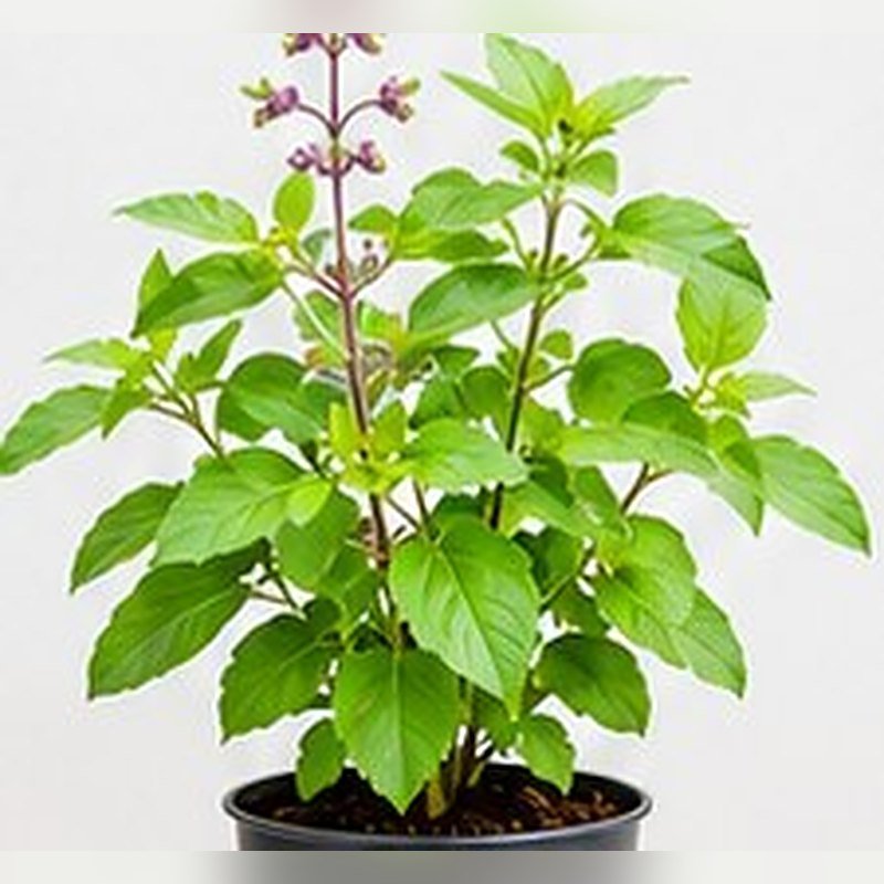 Rama Tulsi