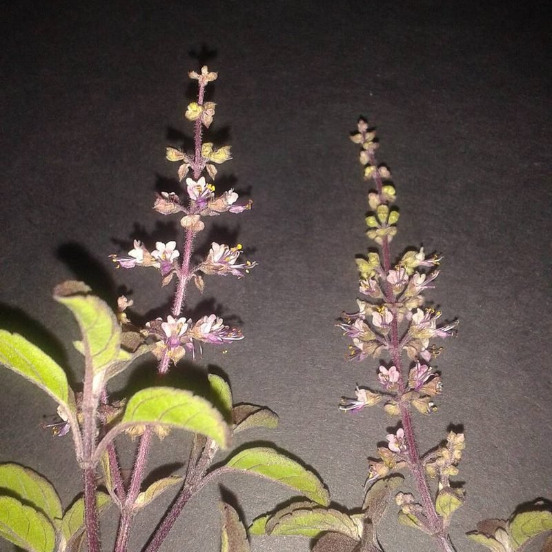 Shyama (Krishna) Tulsi
