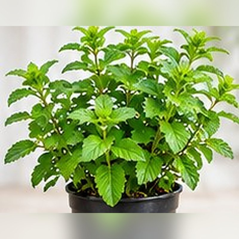 Pudina (Mint) photo 2