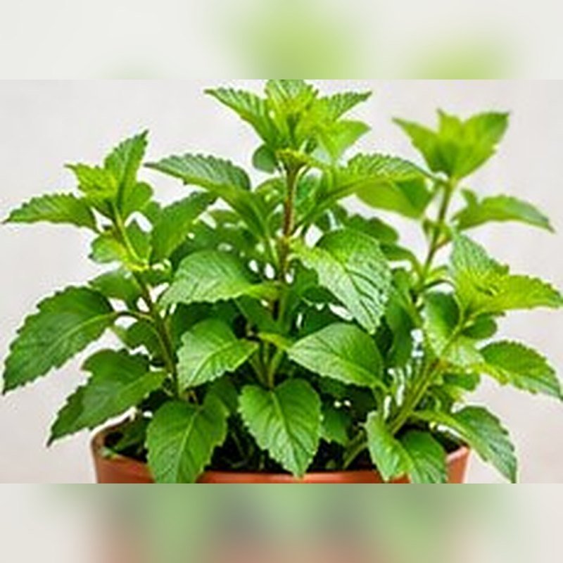 Pudina (Mint)