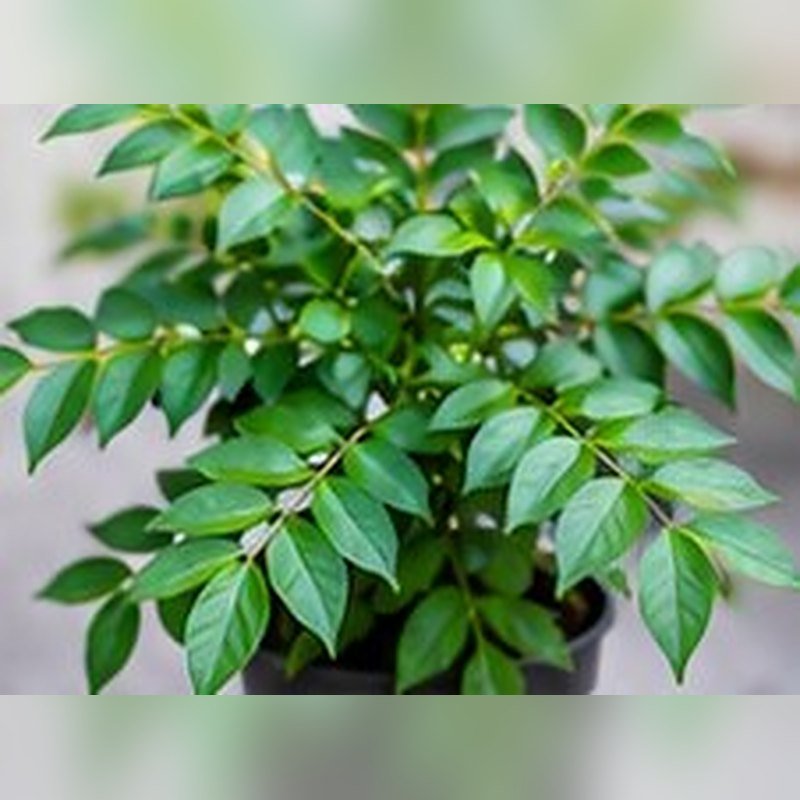 Curry Leaf photo 2