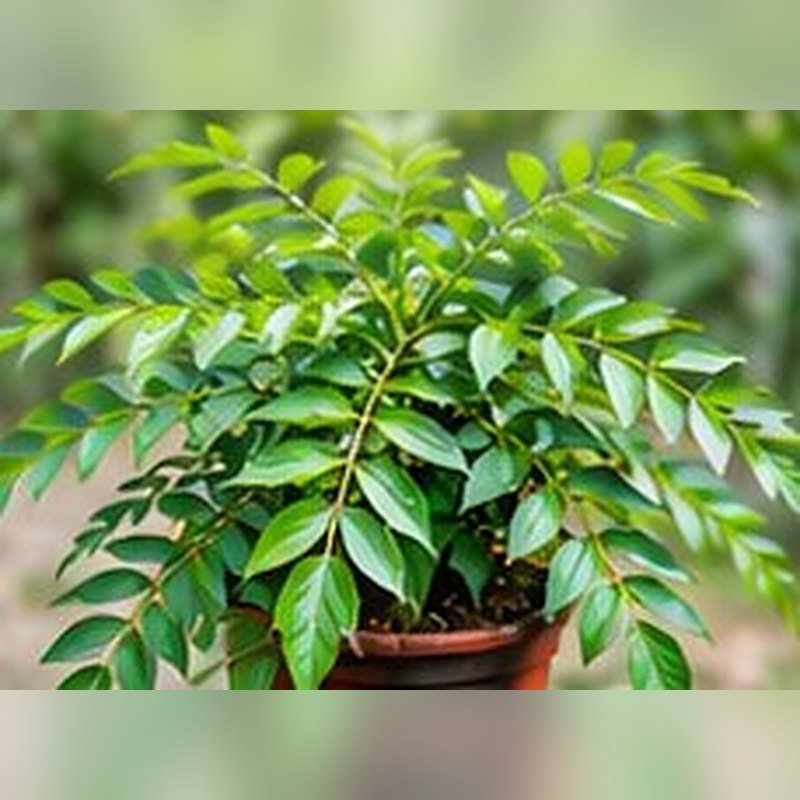 Curry Leaf