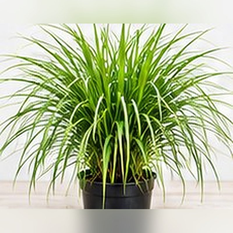 Lemongrass photo 2