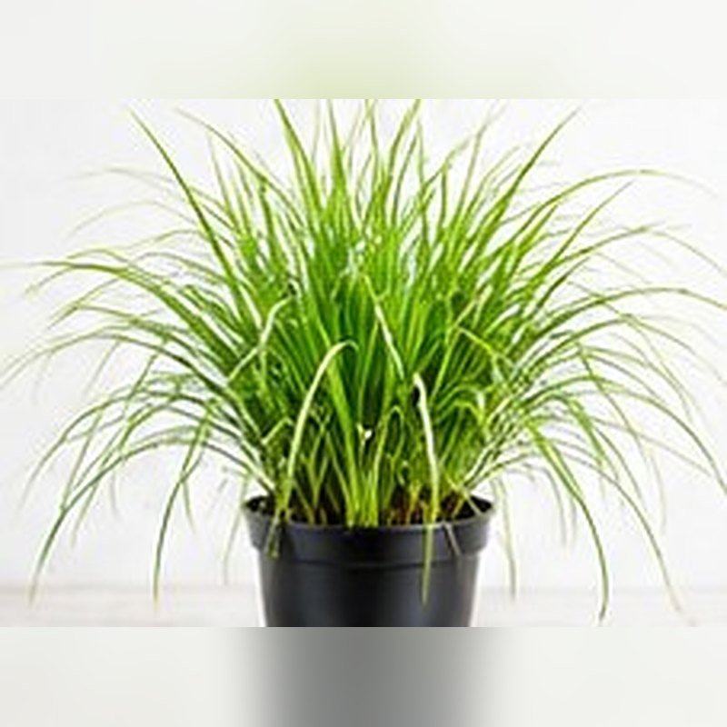 Lemongrass