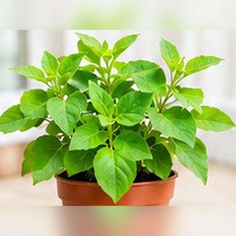 Ashwagandha photo 2