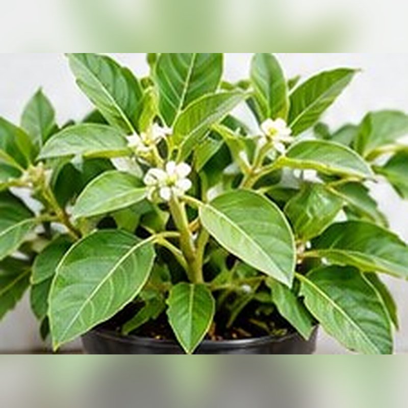 Ashwagandha