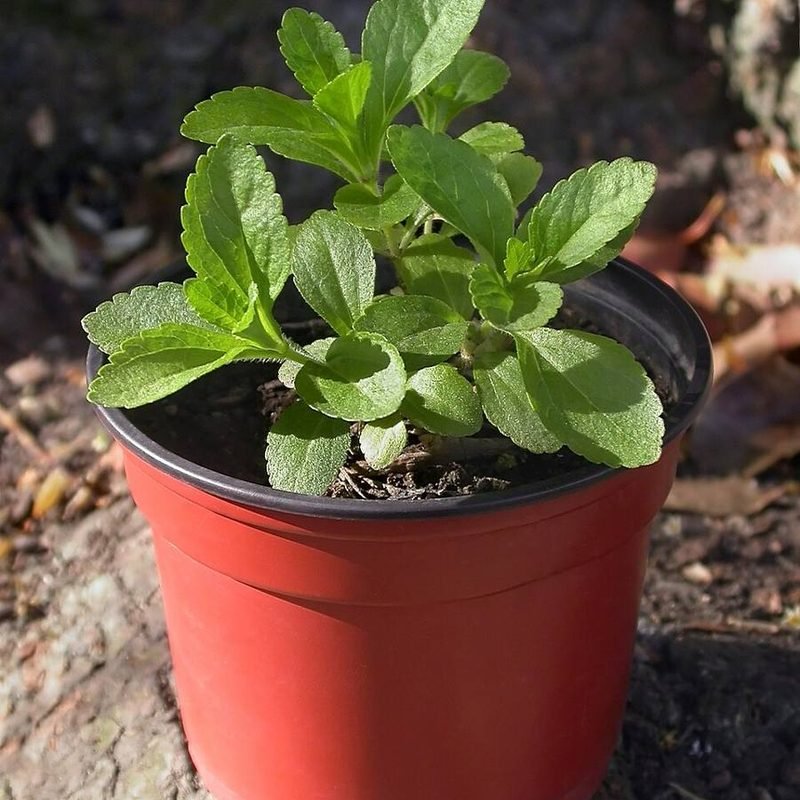 Stevia