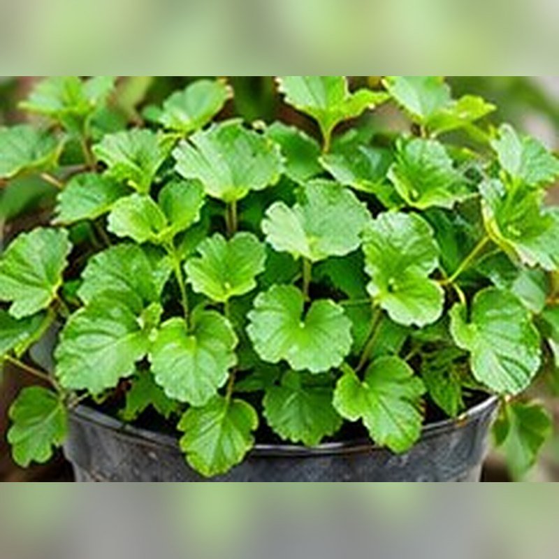 Brahmi