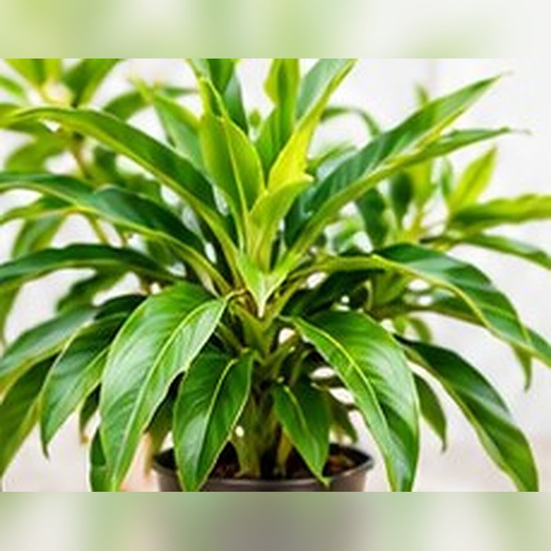 Insulin Plant