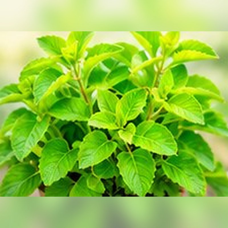 Patta Ajwain
