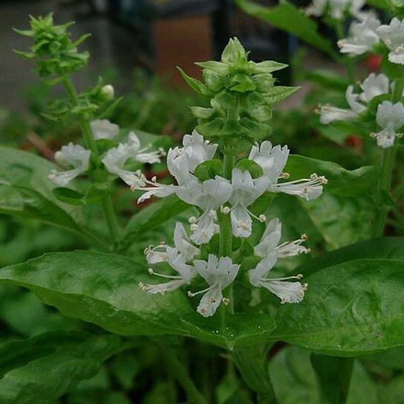 Sweet Basil