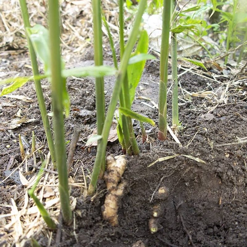 Adrak (Ginger)