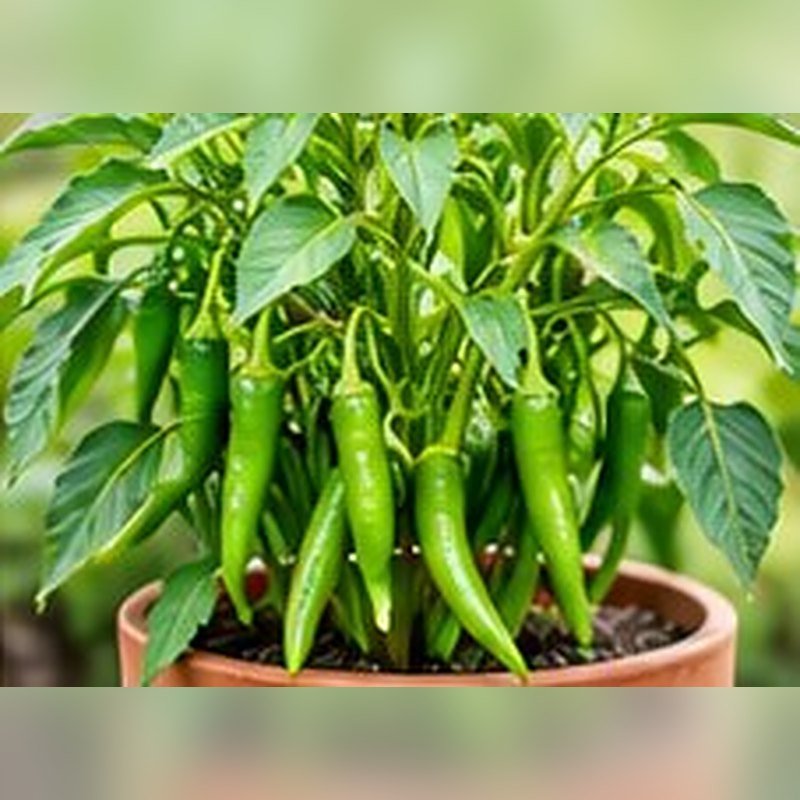Hari Mirch (Chilli)