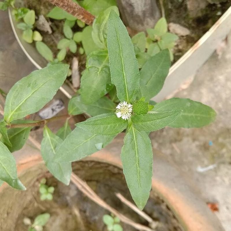Bhringraj