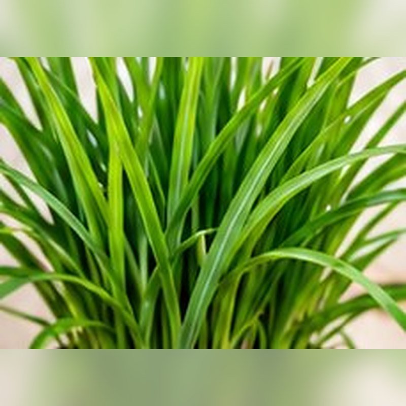 Basmati Plant (Pandan)