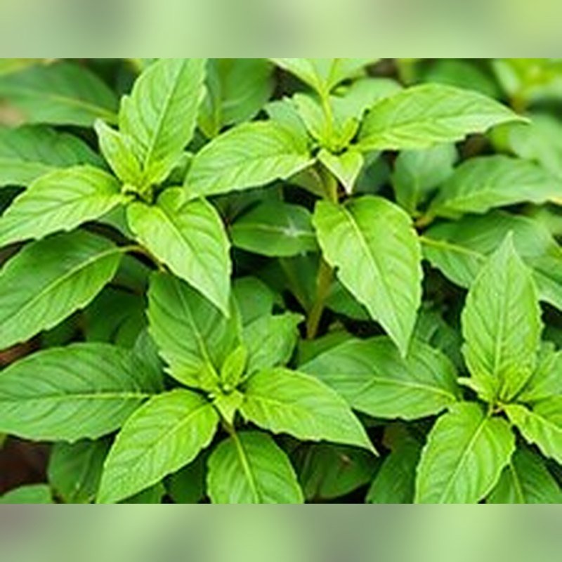 Diabetic Plant